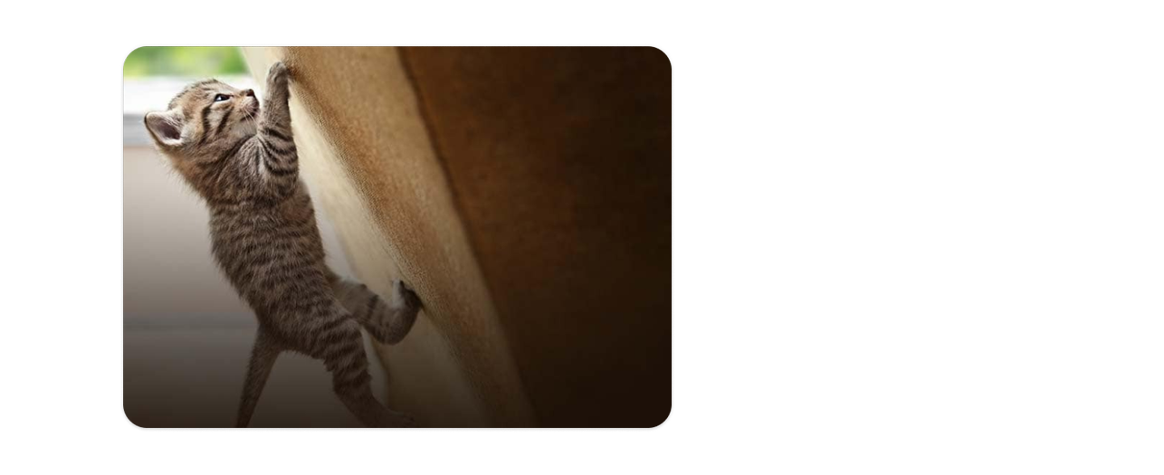 Ένα γατάκι σκαρφαλώνει σε ένα παιχνίδι για γάτες