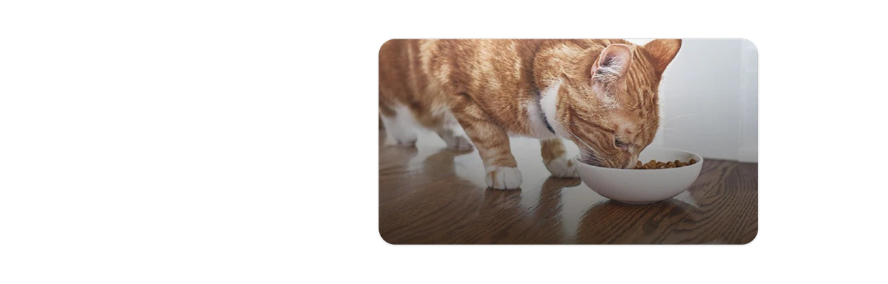 Ένα πορτοκαλί και λευκό γατάκι τρώει γατοτροφή