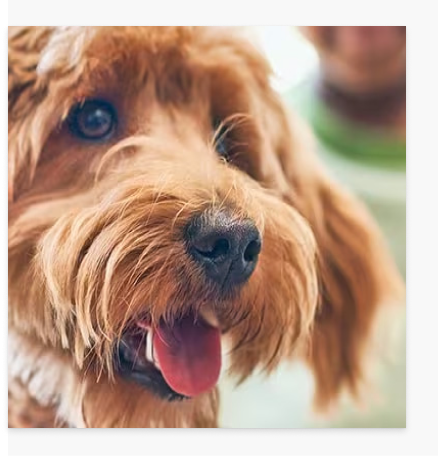 Χαρούμενος σκύλος