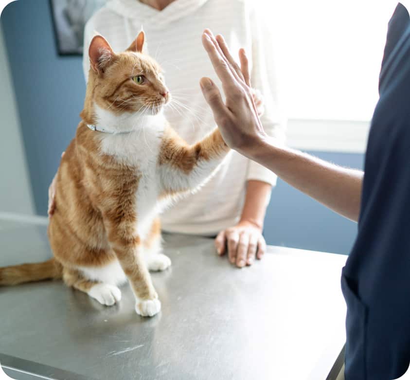 ginger and white cat showing paw high five with vet nurse