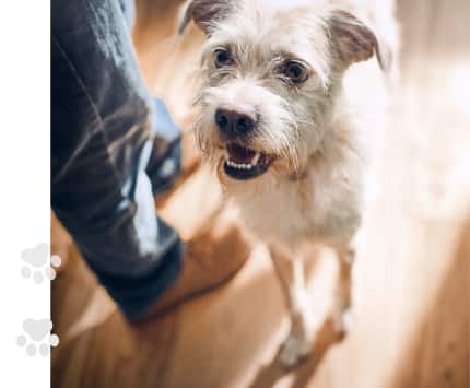 σκύλος τρώει το φαγητό του