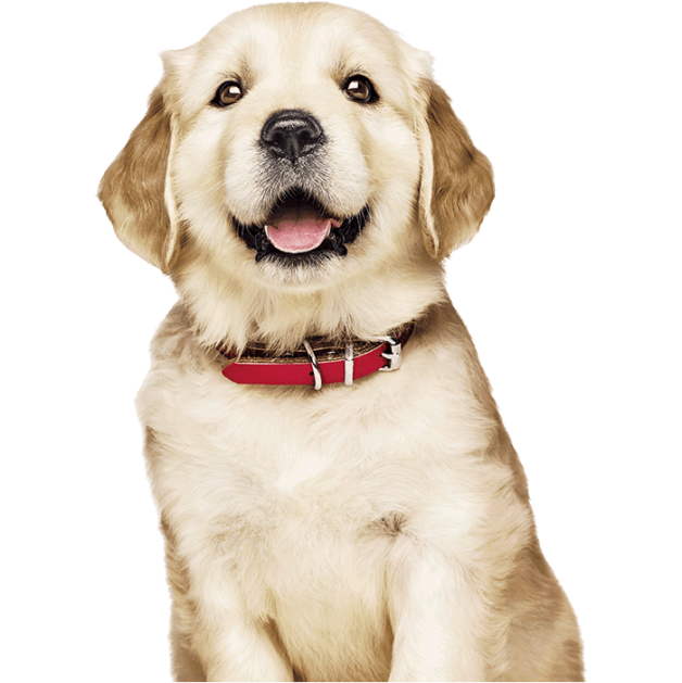 κουτάβι Golden Retriever