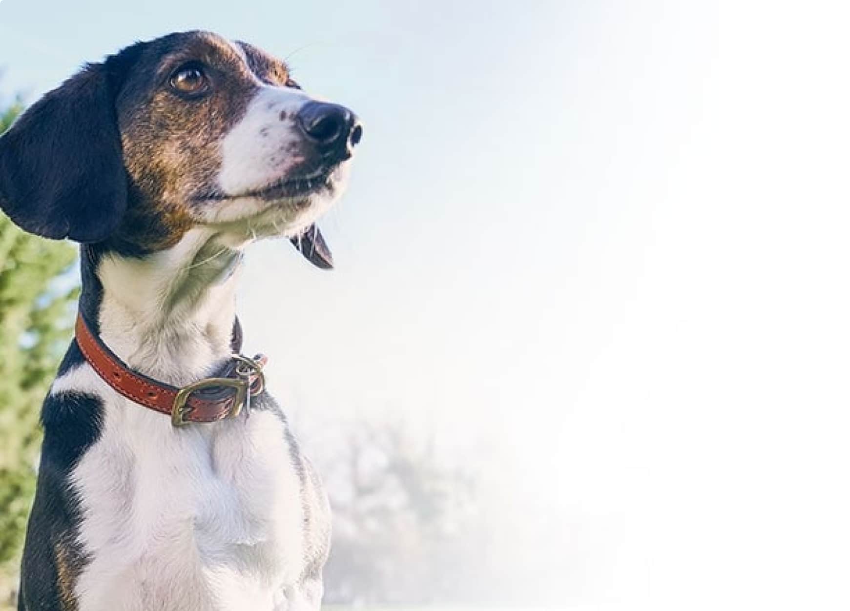 Ένας ηλικιωμένος σκύλος συντροφιάς