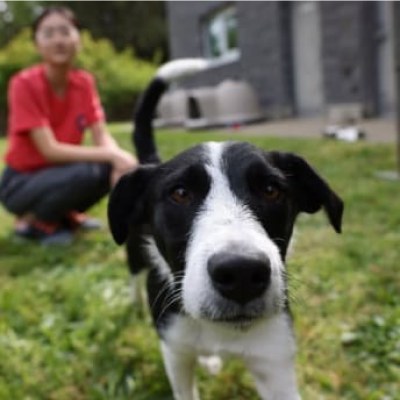 Ένας σκύλος σε εξωτερικό χώρο δίπλα σε ένα μικρό κορίτσι