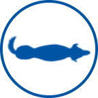 Αδύνατος σκύλος